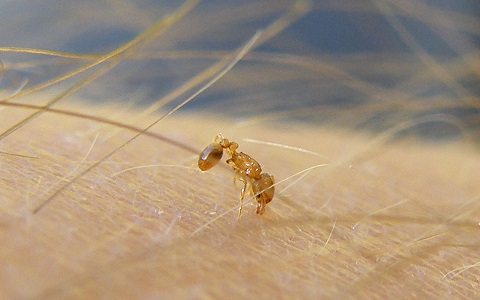 Descubren colonias de pequeña hormiga de fuego en España